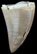 Bargain, Mosasaur (Prognathodon) Tooth #49696-1